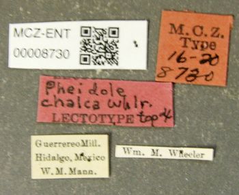 Media type: image; Entomology 8730